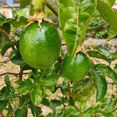 Arco De Sao Jorge Guesthouse