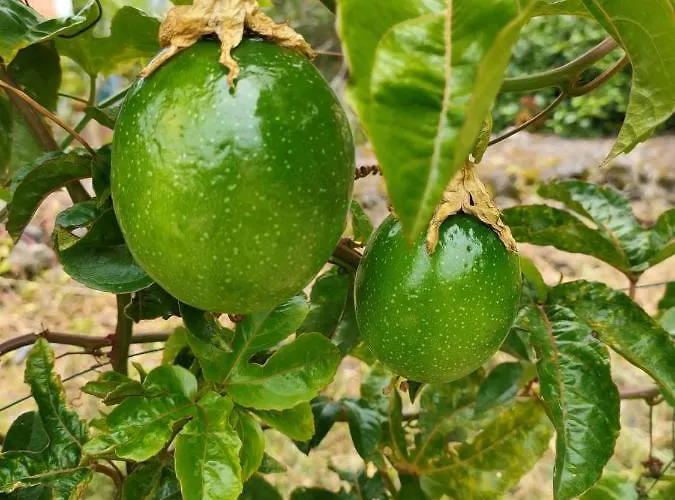 Arco De Sao Jorge Guesthouse